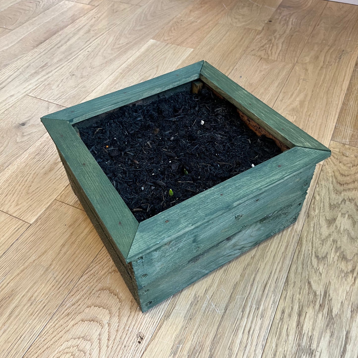 Small Square Planter (Tete a Tete Daffodils)